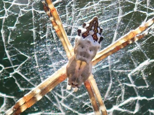 Argiope argentata
